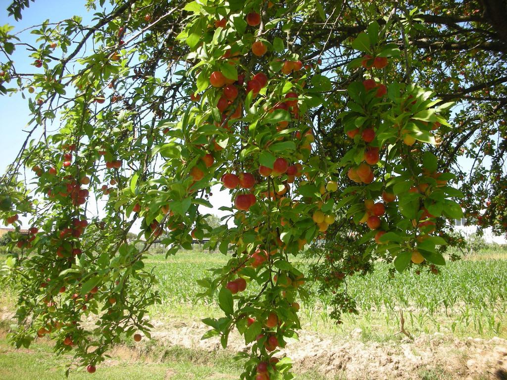 B&B Da Pio Pietrasanta Εξωτερικό φωτογραφία