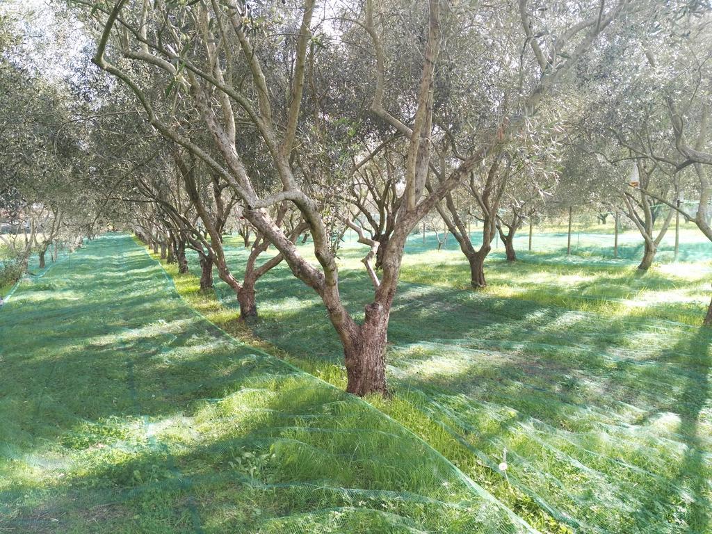 B&B Da Pio Pietrasanta Εξωτερικό φωτογραφία